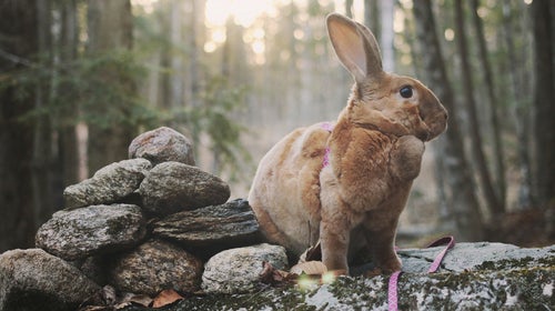 Moose, the hiking bunny from New Hampshire.