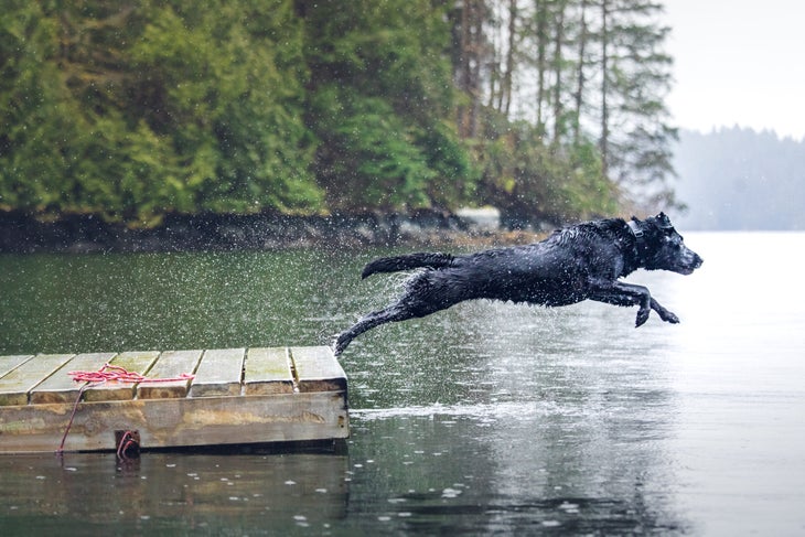 A dog jumps off of a dock and into a lake. 