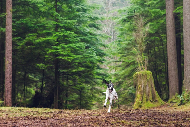 An energetic dog runs through the forest. 