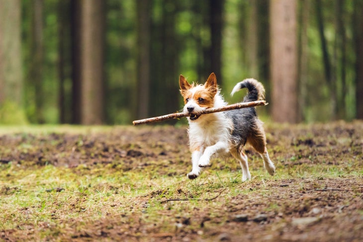 A dog carries a stick while at play in the forest. 