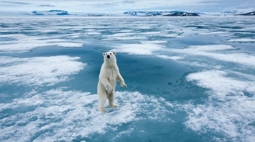 Polar bear on an iceberg