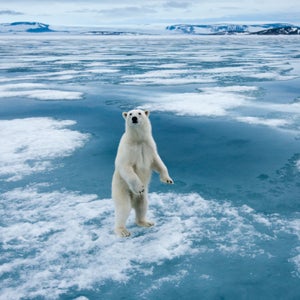 Polar bear on an icebergPolar bear on an iceberg