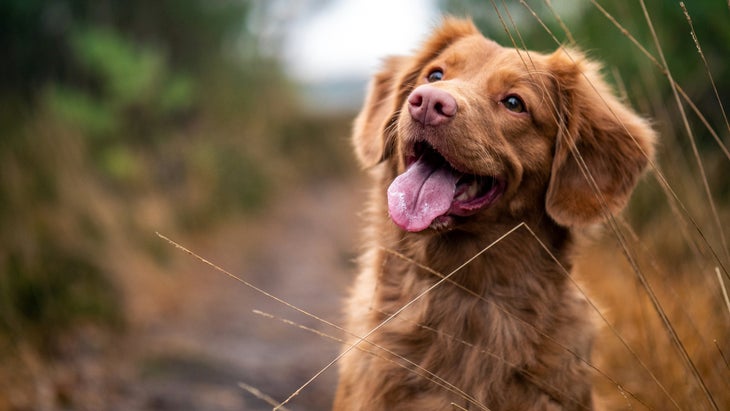 cute brown dog panting while sitting on wooded trail