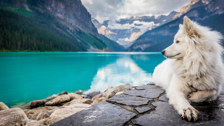 fluffy, white dog lying down beside blue, mountain lake