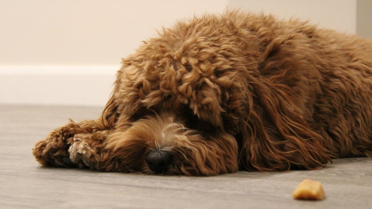 a brown poodle lying next to a treat, not touching it