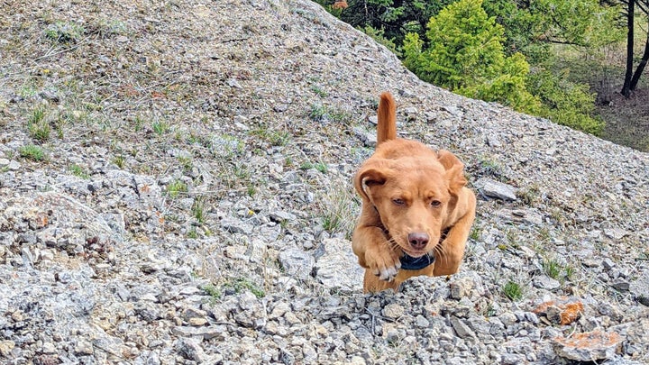 Basic Commands Your Dog Should Know—and How to Train Them