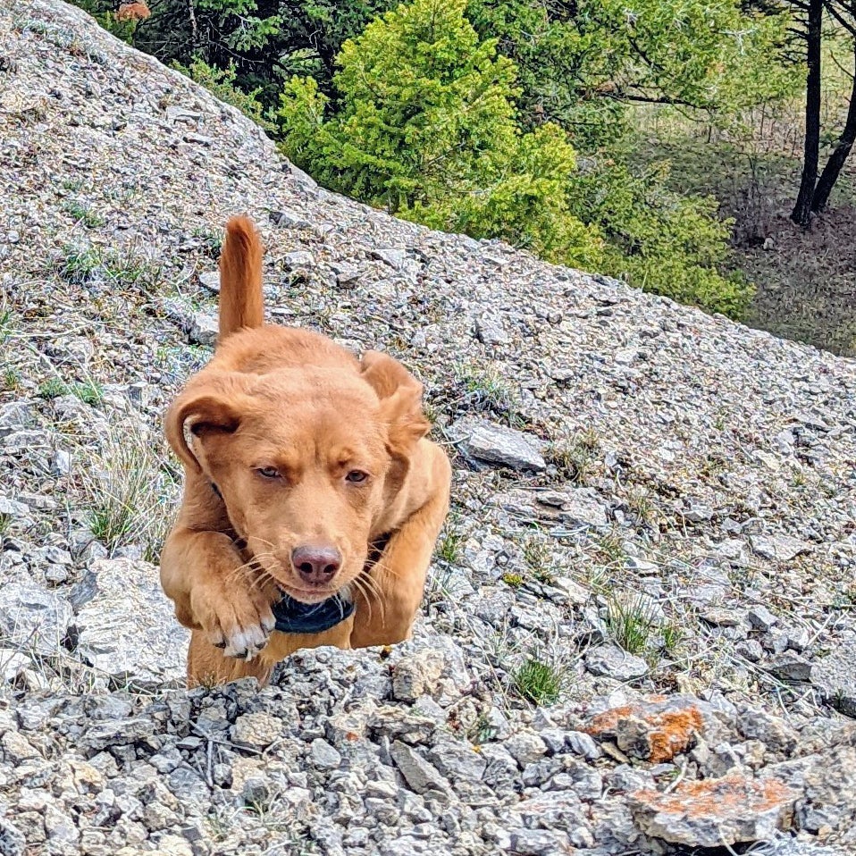 Dog enjoying playtime in show me your booty dog 2022