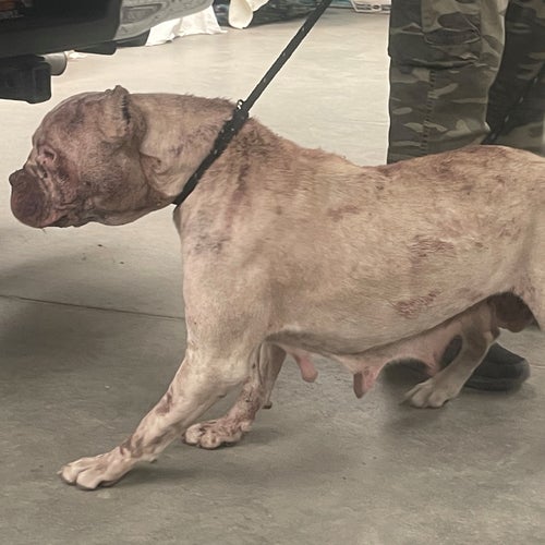 Phoenix, one of the four pit bulls cared for by the Animal Welfare Coalition