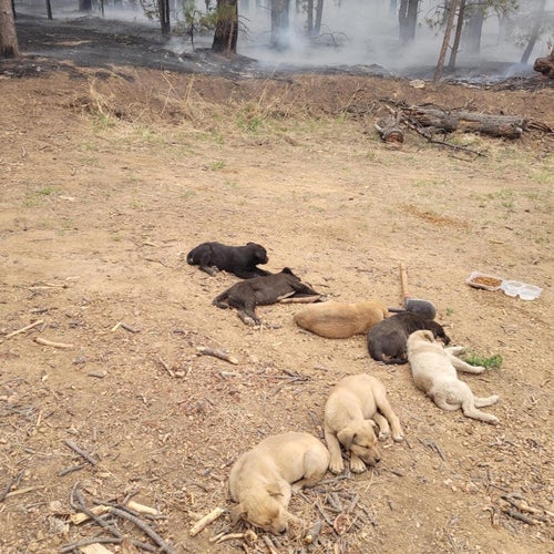 Porky’s seven pups