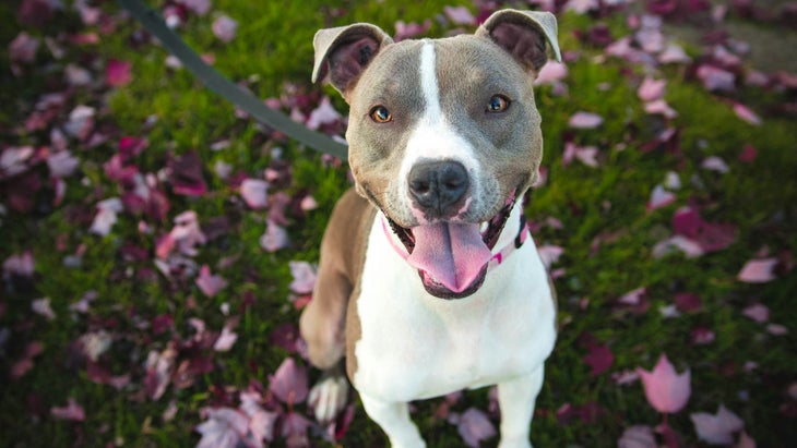 white and brown pit bull sitting on leafy grass