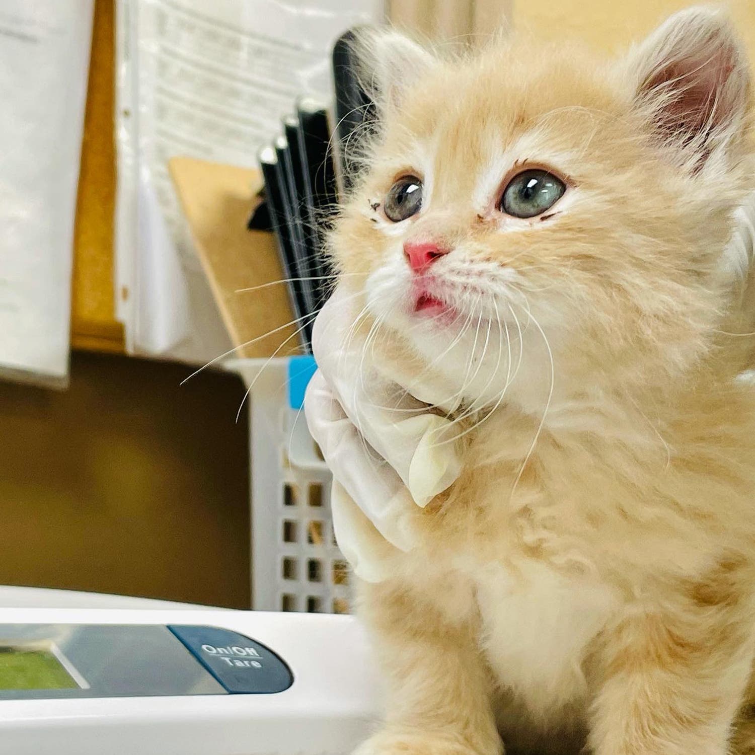 Summer at Española Humane