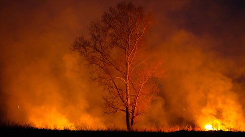 Lone tree on fire in field at night.