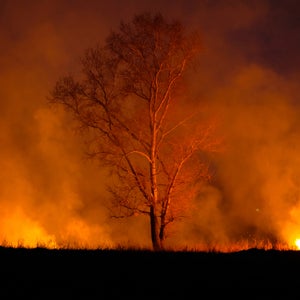 Lone tree on fire in field at night.