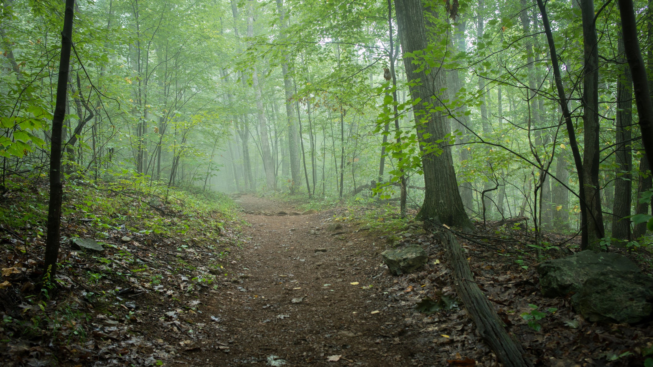 The Appalachian Trail goes through the woods.