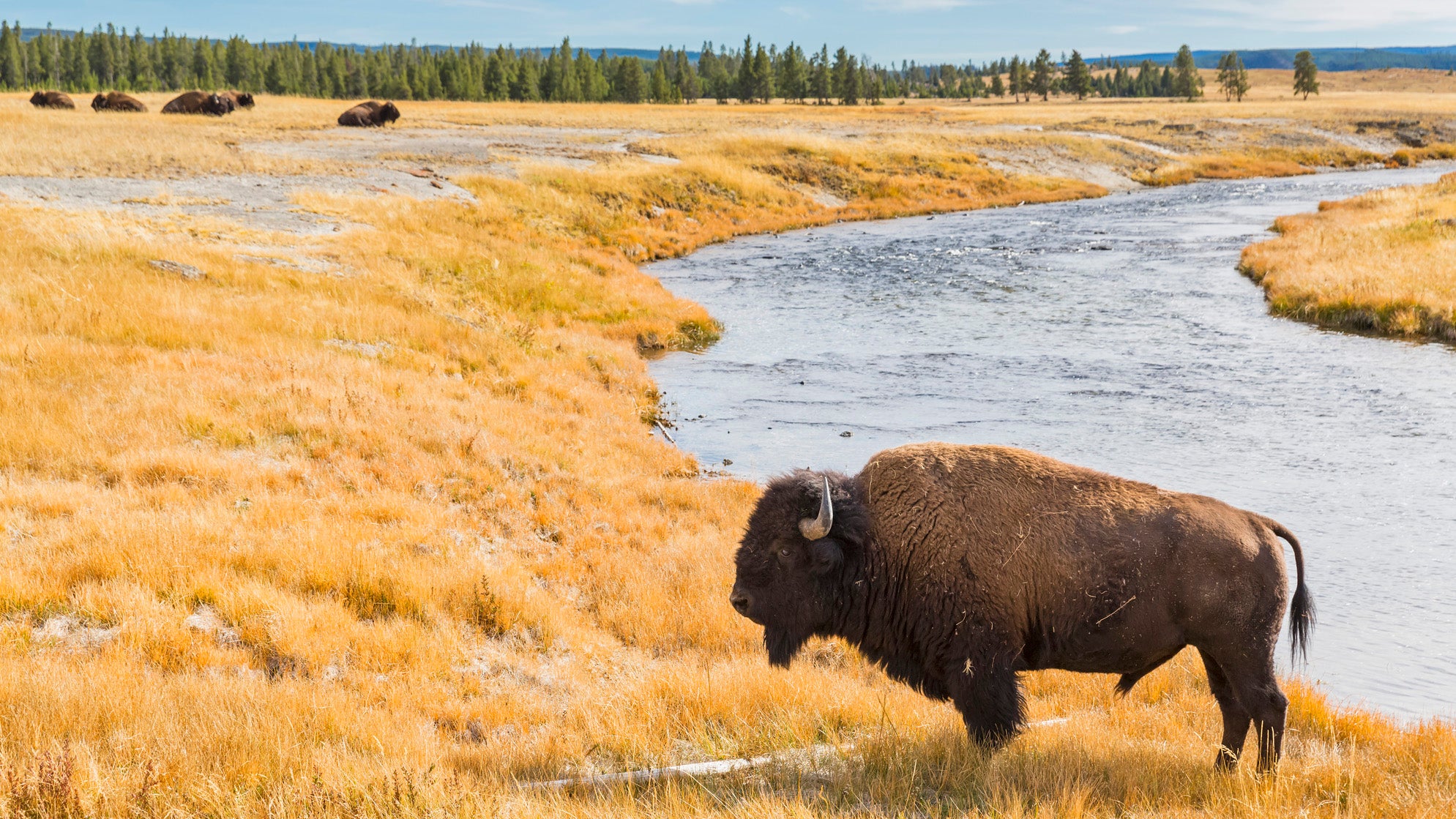 A buffalo stands next to a river in Yellowstone National Park