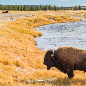 A buffalo stands next to a river in Yellowstone National Park