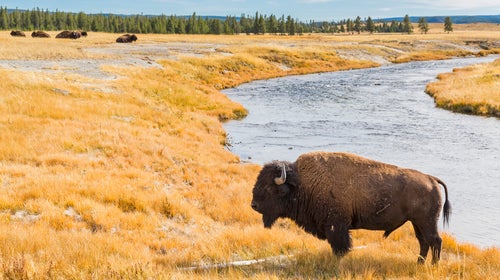 A buffalo stands next to a river in Yellowstone National Park