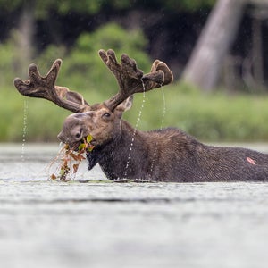 Moose maine
