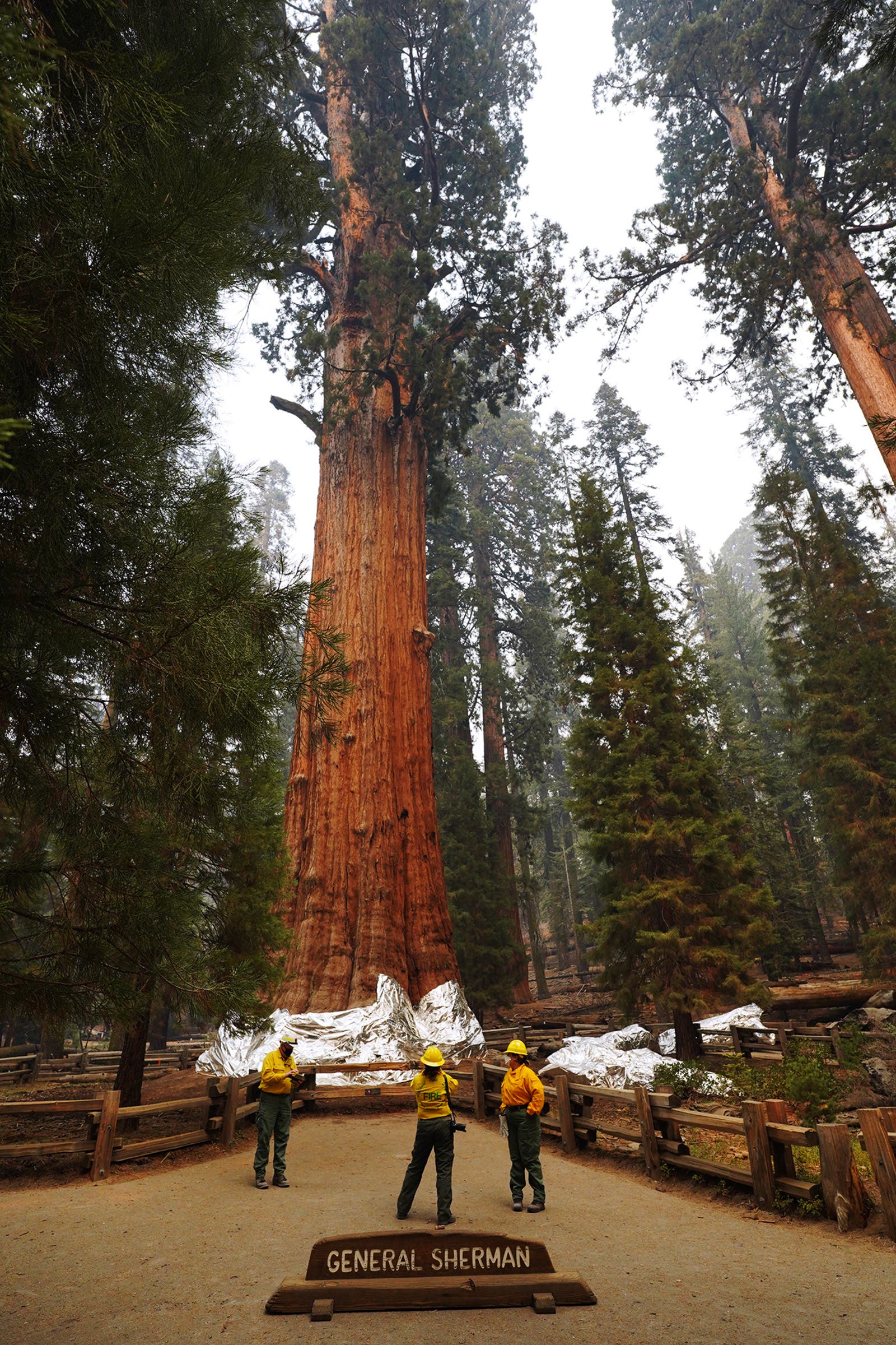 The General Sherman giant sequoia, getting an inspection by Park Service personnel during the KNP Complex