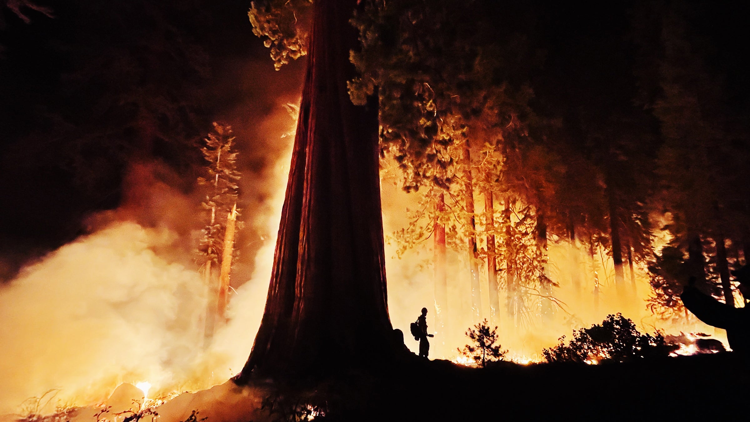 Giant Sequoia trees in Sequoia NP being protected from fire with structure  protection wrap - Wildfire Today