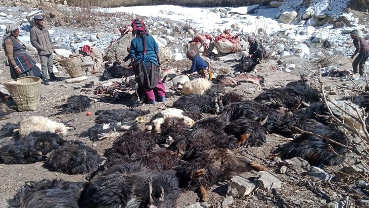 Shepherds review the damage after a snow leopard killed a herd of goats.