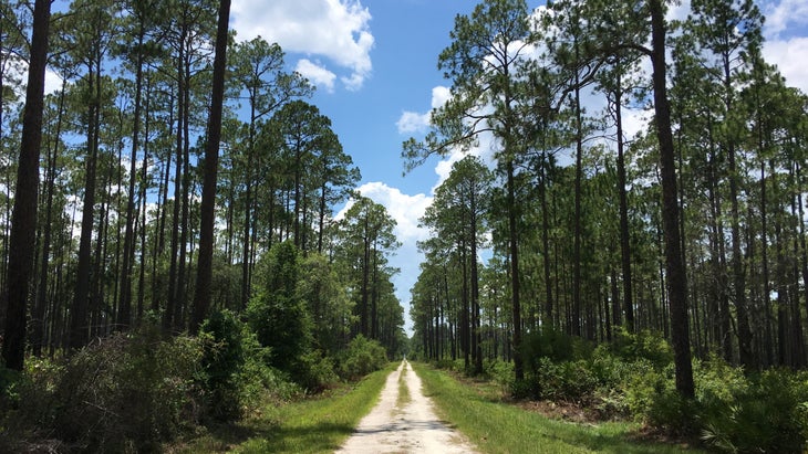 Osceola National Forest Florida