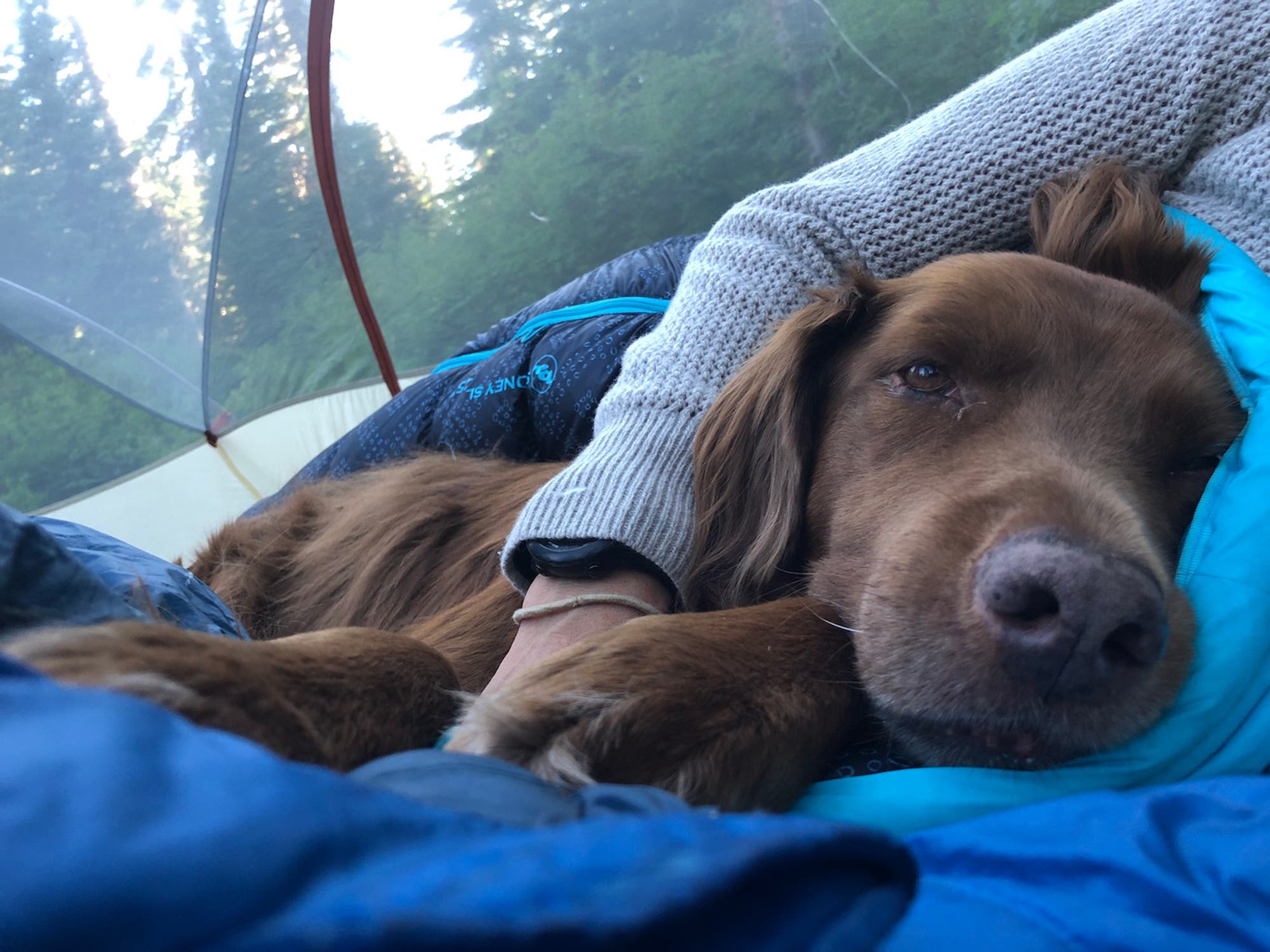 Rowlf snuggled in tent