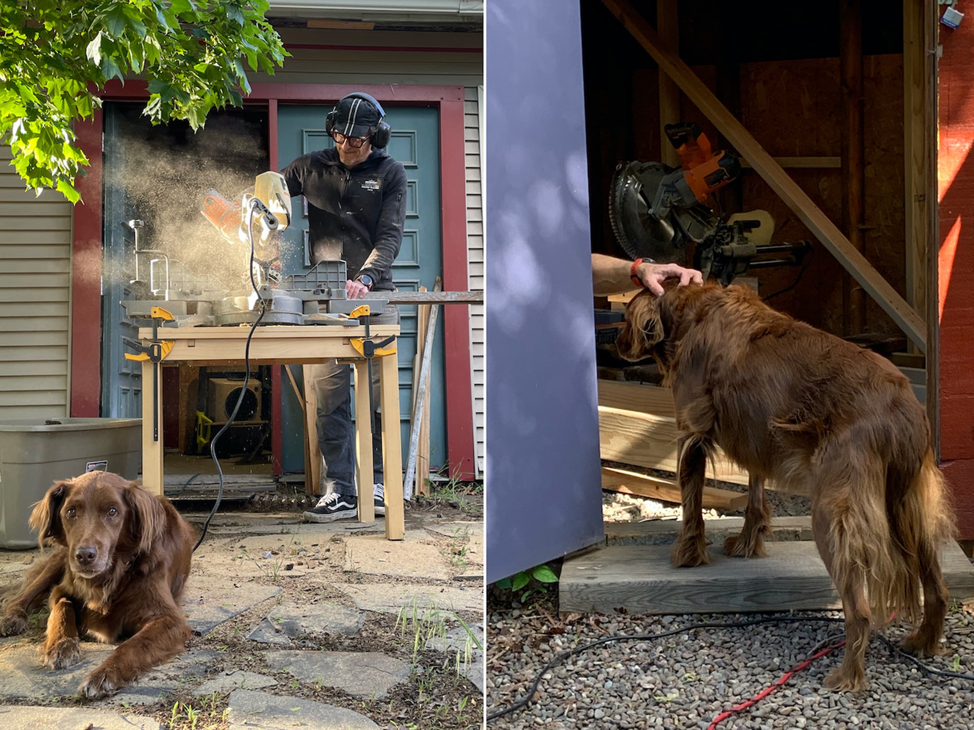 Rowlf near the miter saw