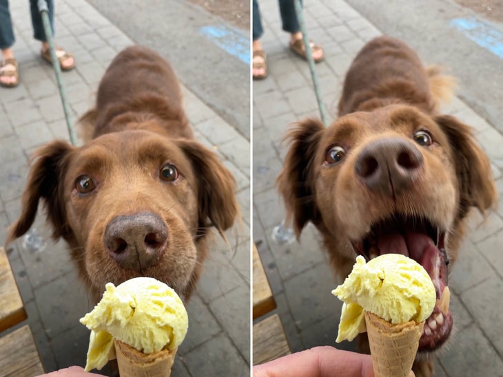 Rowlf excited about ice cream