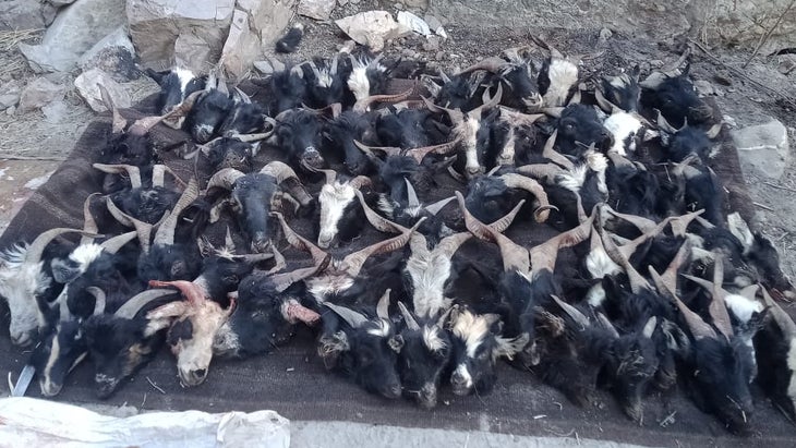 Goat skulls collected by villagers after a snow leopard massacred the herd