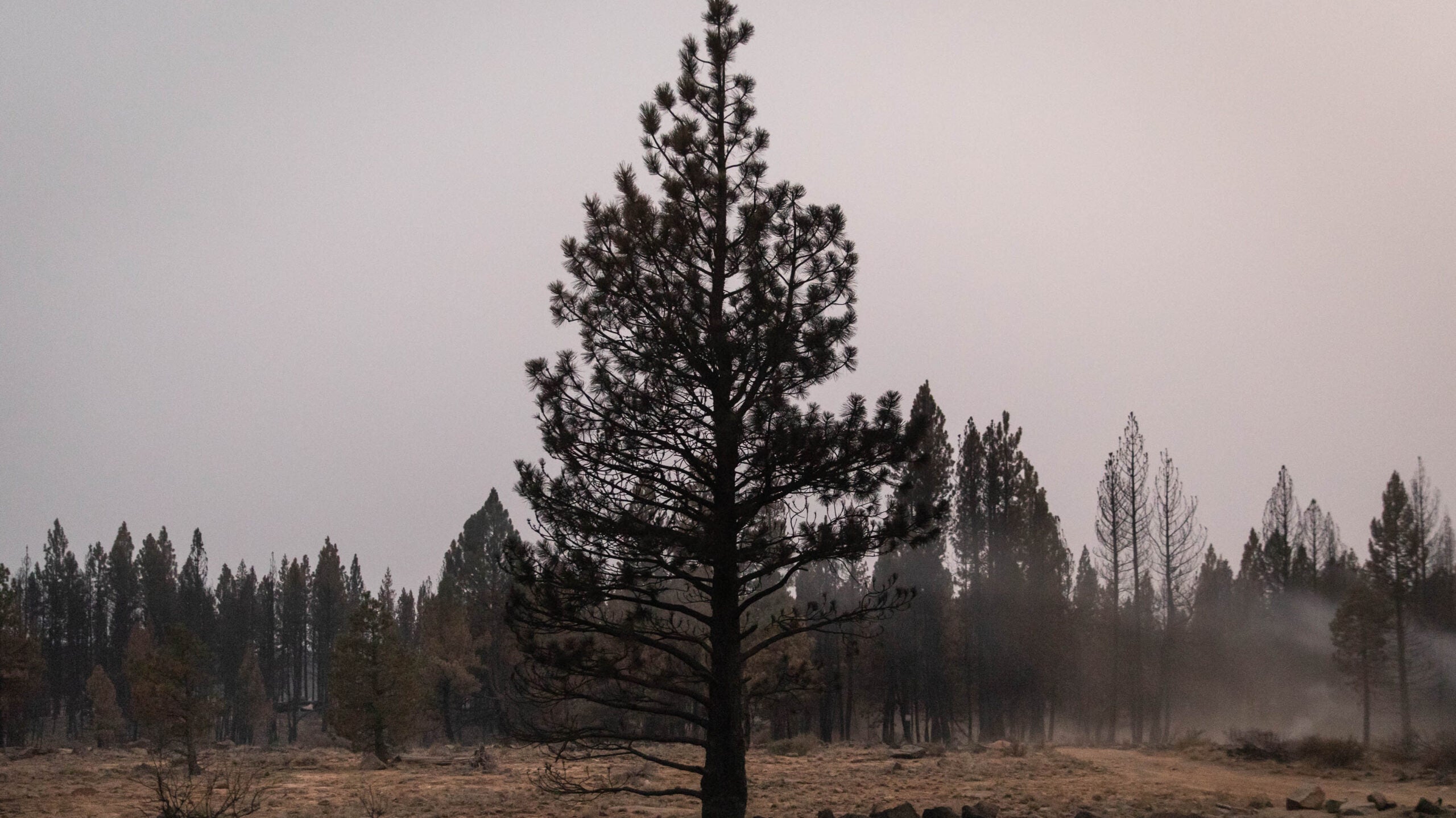 A tree stands amid wildfire in Oregon..