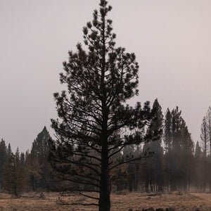 A tree stands amid wildfire in Oregon..