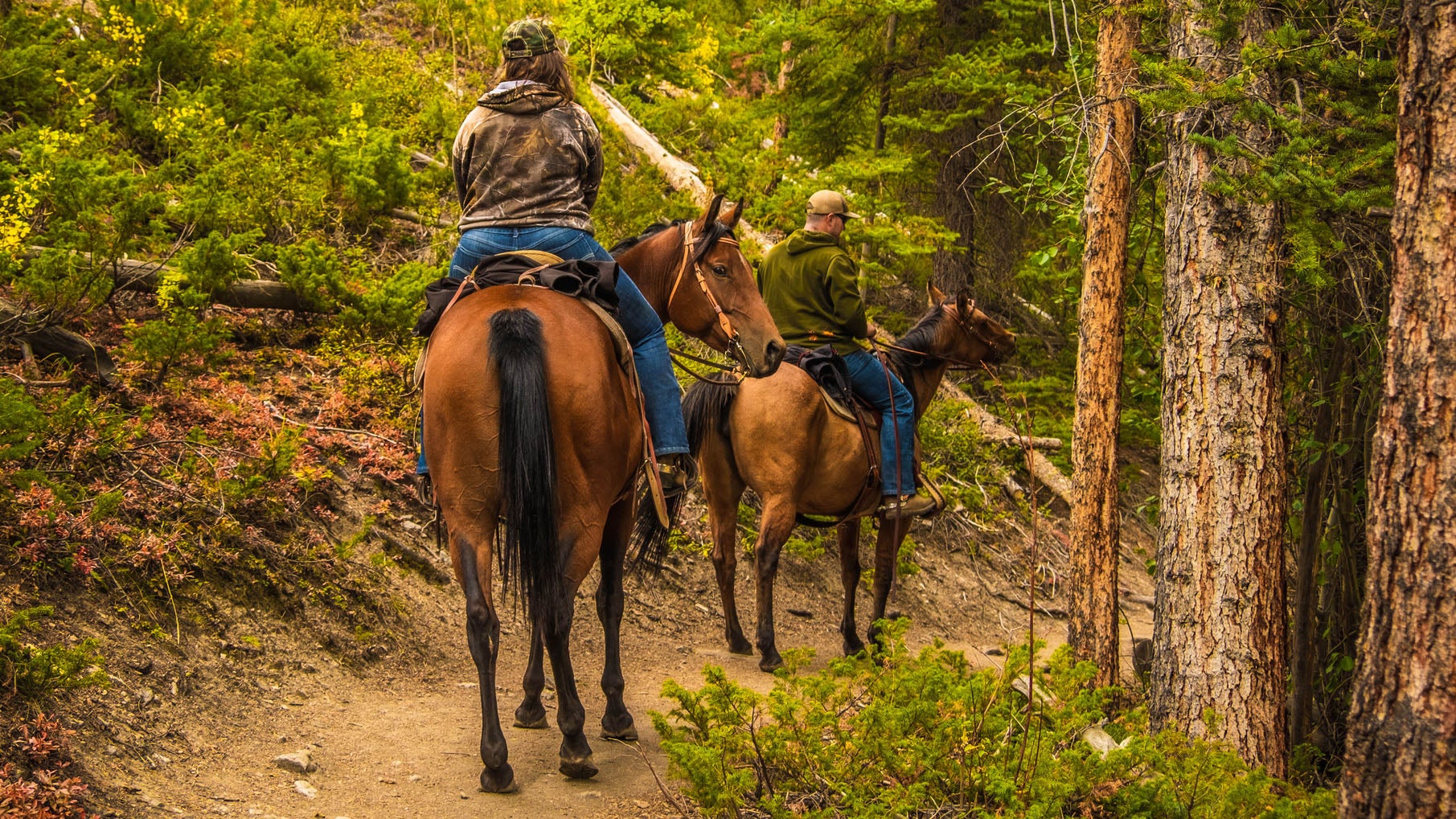 Equestrian animal choices - Pacific Crest Trail Association