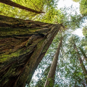 Giant coastal redwoods