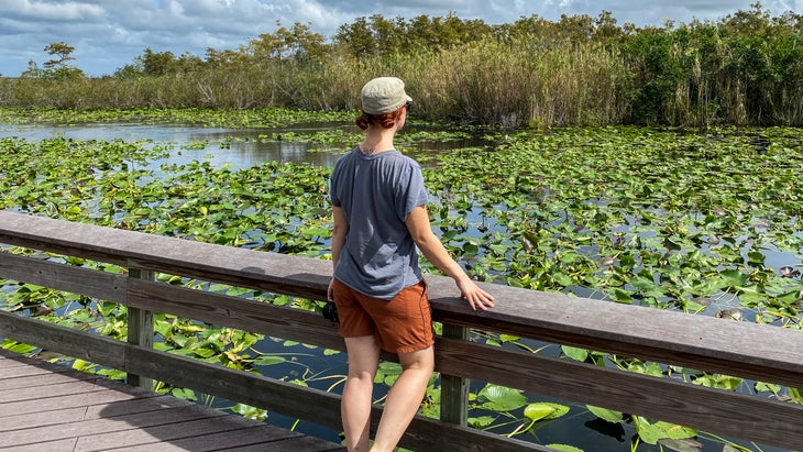 The Anhinga Trail in the Florida Everglades
