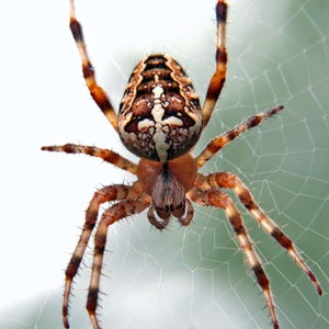 An Argiope, a brown and white spider, on a web.