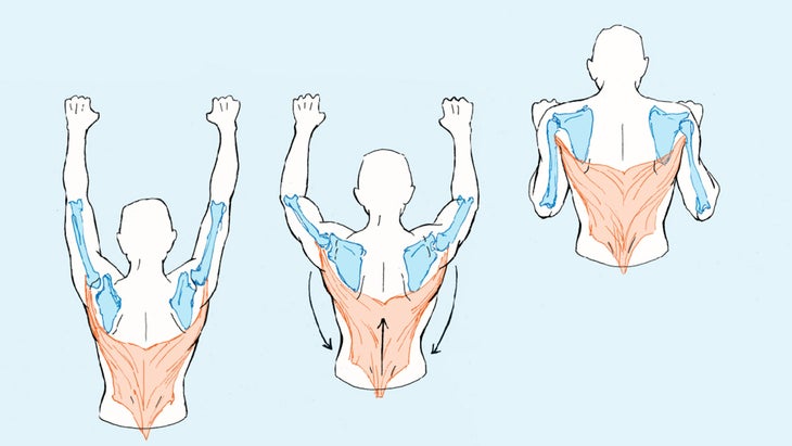 Latissimus dorsi muscle action during a pull-up
