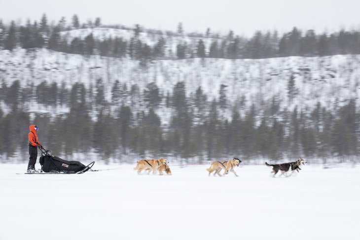 person dog sledding in the arctic