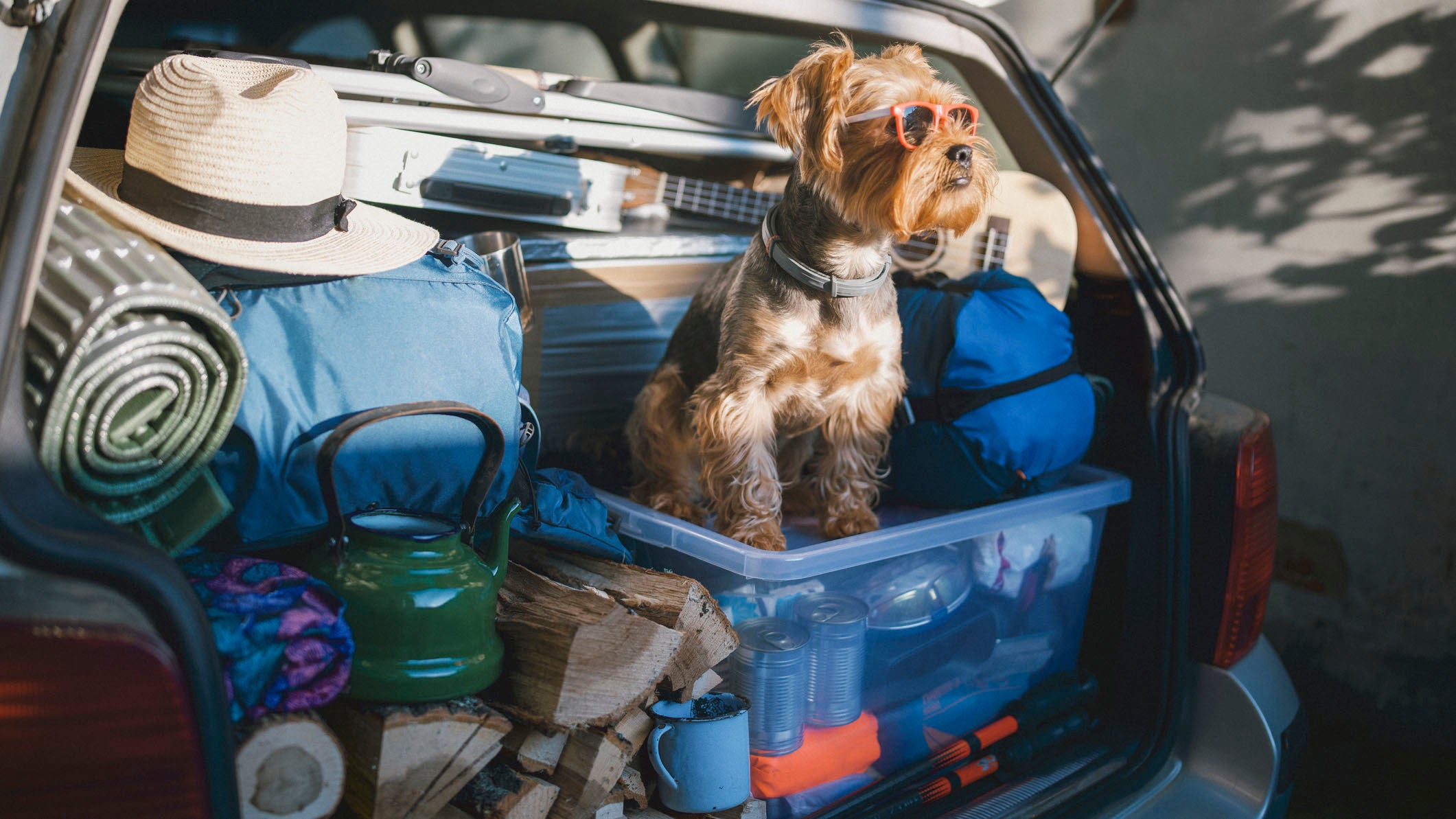 A cute dog in a car