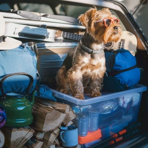 A cute dog in a car