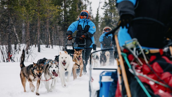 dog sledding in the arctic