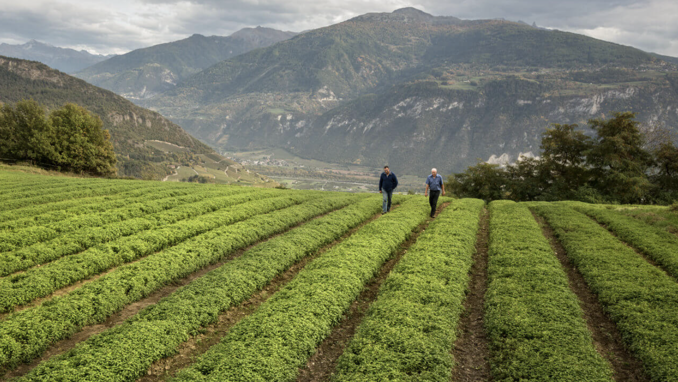 Farmers walking on a Ricola herb farm with mountains in the background