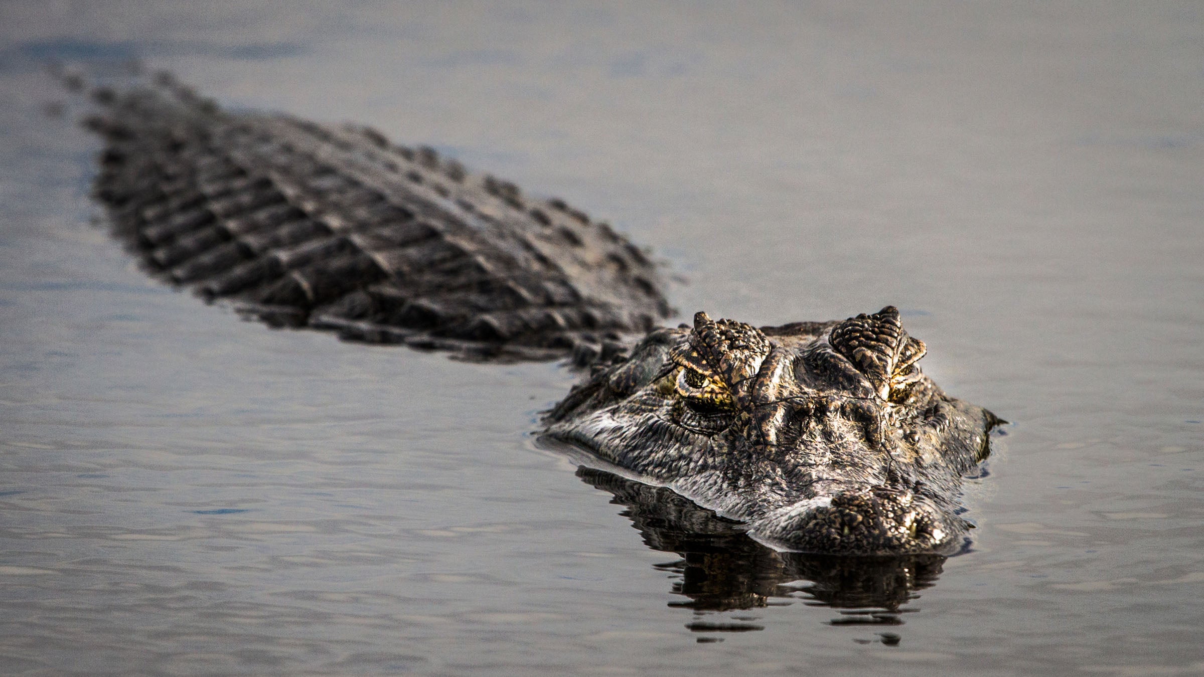Alligator swimming in water