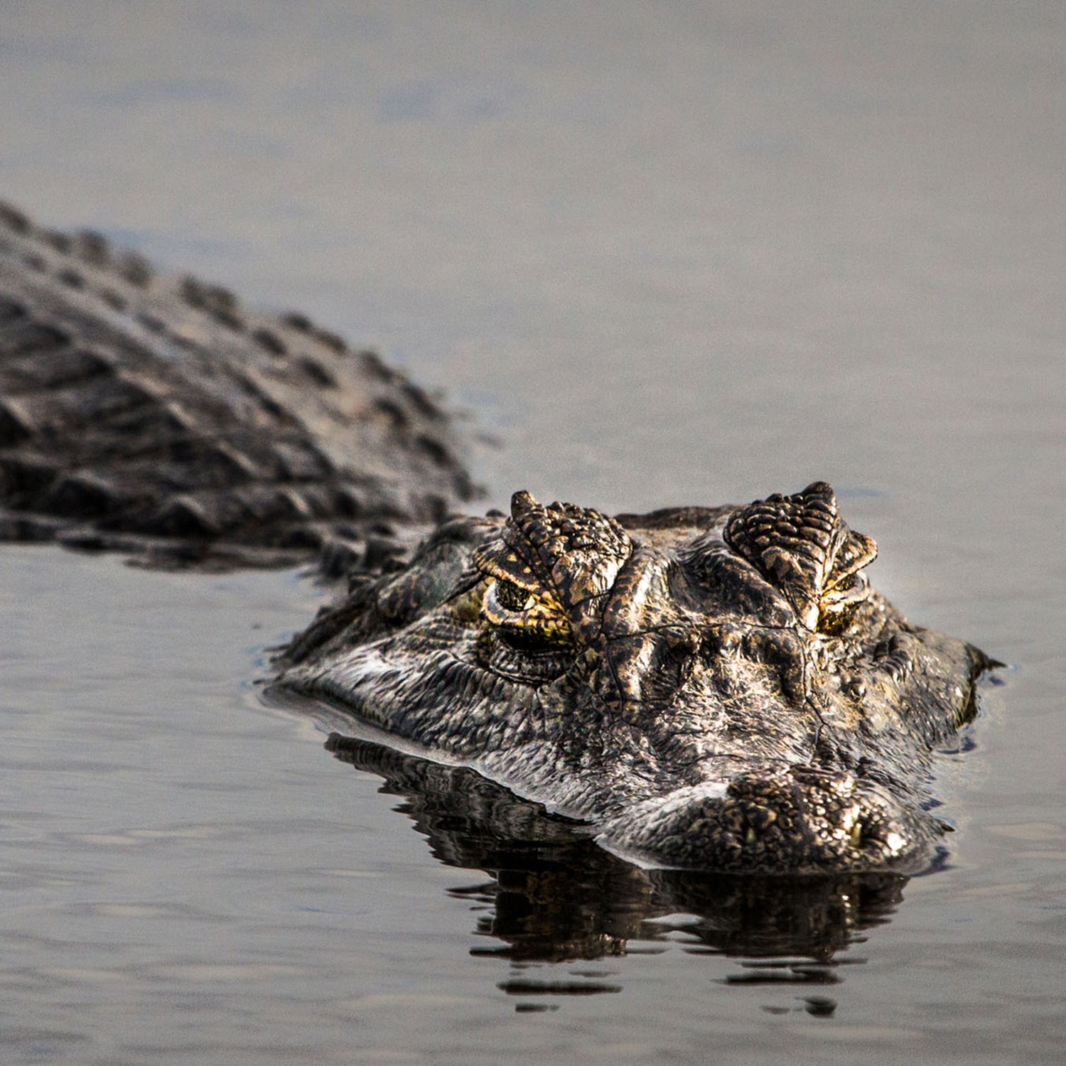 Alligator swimming in water