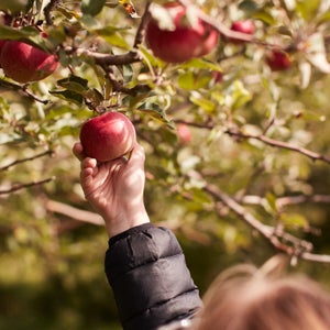 picking apple at an apple orchard