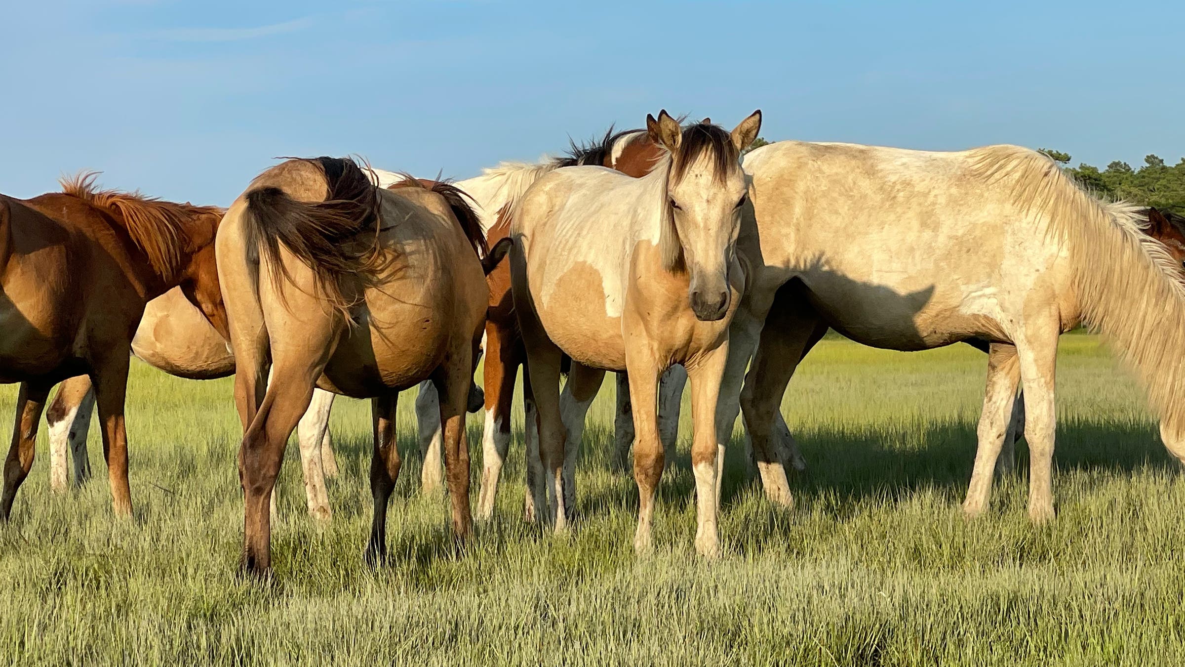 Ponies grazing on the west side of Assateague Island