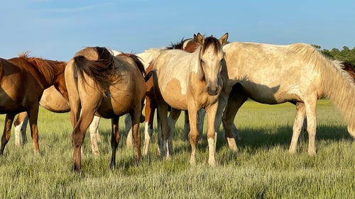 Ponies grazing on the west side of Assateague Island