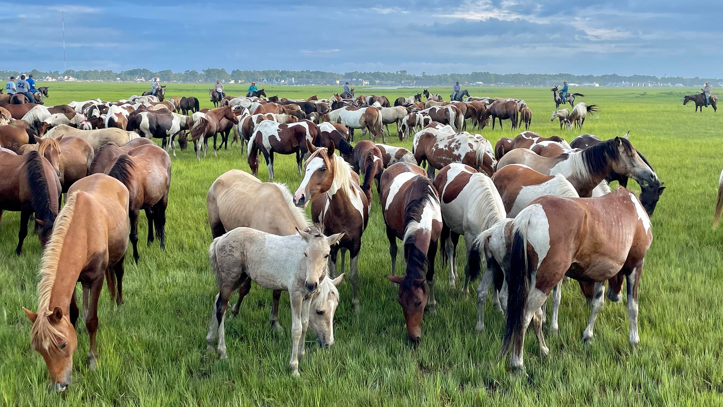 Ponies grazing before starting the swim