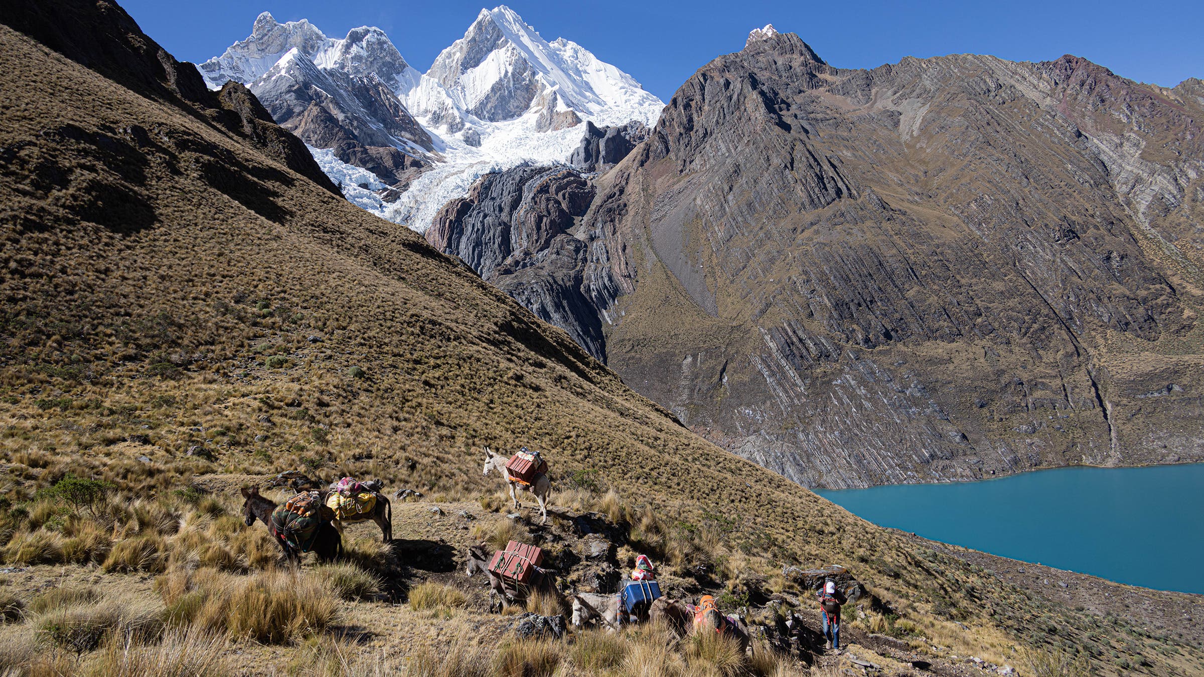 A mule train ferrying loads up past Jirishanca and Rondoy en route to camp two