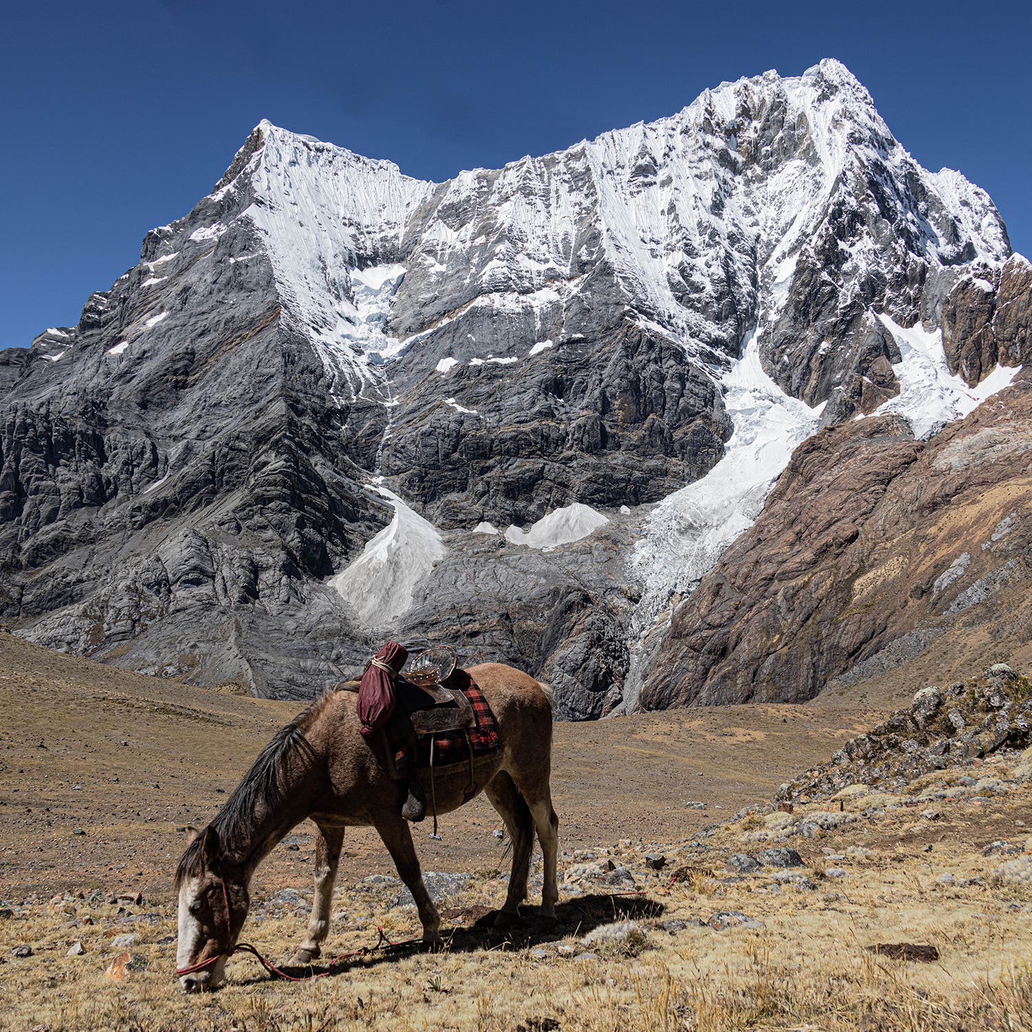 Our “hospital horse” in tow, with saddle, in the event of a Covid incident. Thankfully not needed.